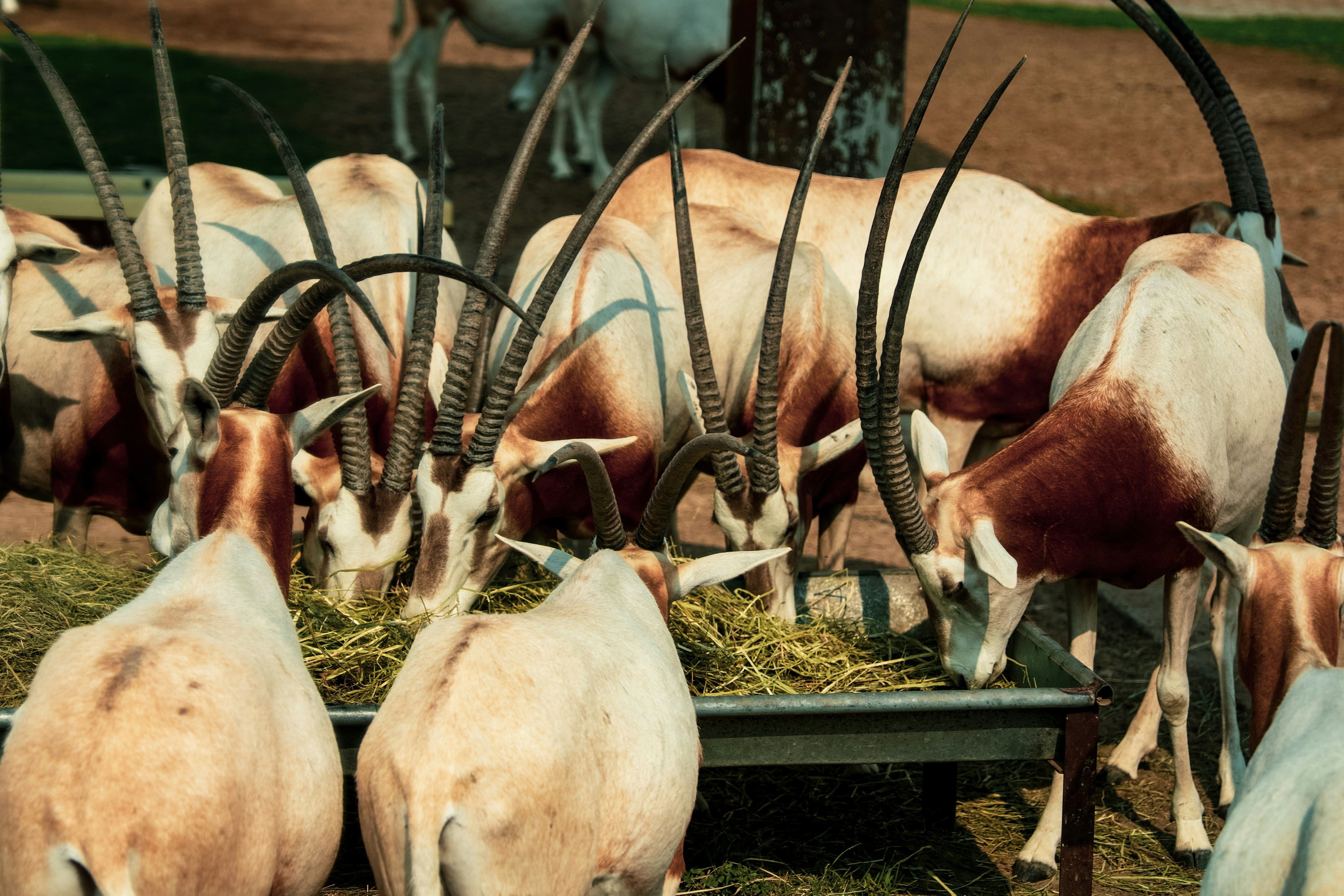 Livestock value chain development project