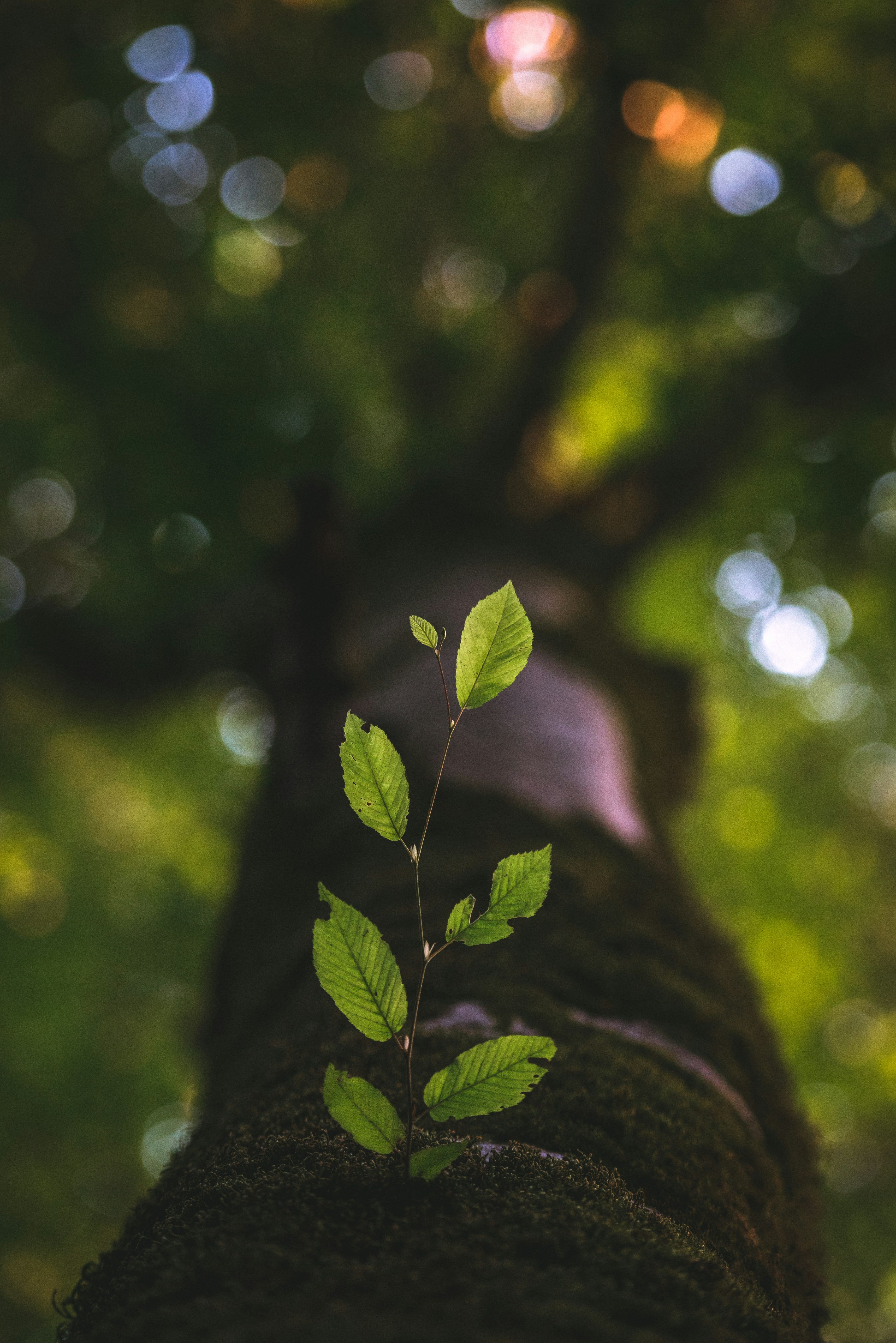 Environmental and Social Safeguards